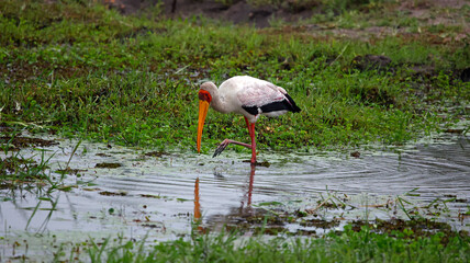 Yelow billed stork fishing in the Okavange delta