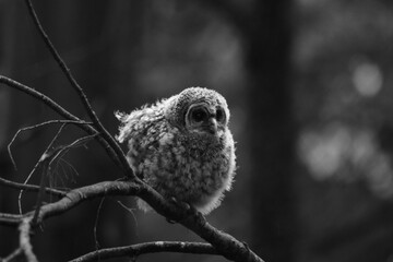 Chouette La Plaine Mai 2025