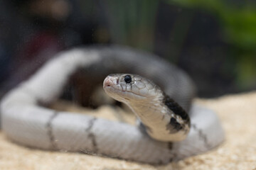 The Brown Banded Cobra is a species of venomous cobra. Close-up of Brown Banded Cobra coiled on the ground. 