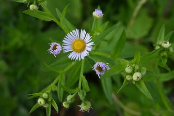 Annual fleabane (Erigeron annuus) flowers. Asteraceae biennial plants. It produces a yellow tubular...