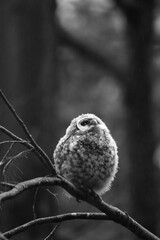 Chouette La Plaine Mai 2025