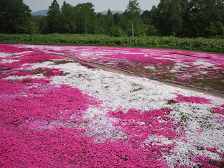 美しい芝桜の花畑