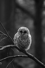 Chouette La Plaine Mai 2025