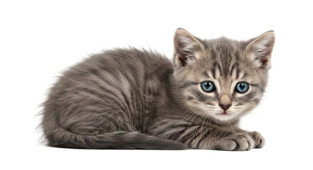 Close-Up of Relaxed Gray Tabby Kitten with Blue Eyes
