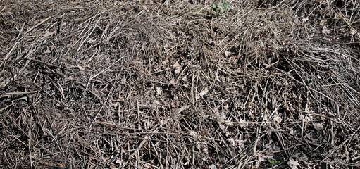 Organic forest debris composed of dry twigs and leaf litter