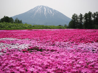羊蹄山と芝桜の花畑