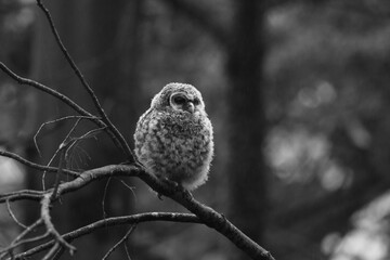 Chouette La Plaine Mai 2025