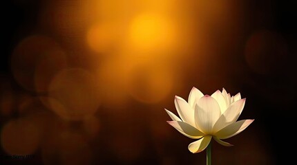 Close-up of a white lotus flower with a golden bokeh background