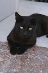 chat noir