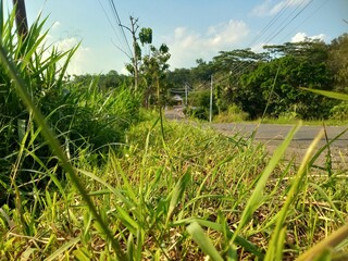 You can view a country road from among the grass at the edge of the road, with trees and a blue sky.