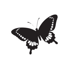 butterfly isolated on white silhouette 