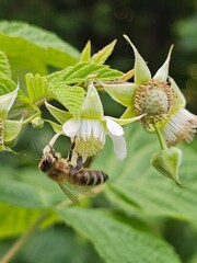 bee on a flower, raspberry flowers 