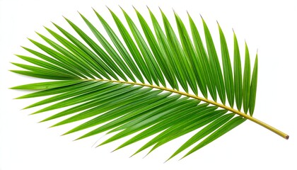 Obraz premium Green Palm Leaf Isolated.