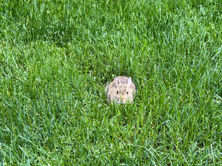 Baby rabbit born this spring hidden in tall grass of lawn yard