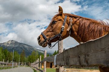 Brown horse portrait