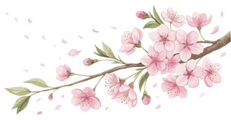 Fototapeta premium Pink Cherry Blossom Branch with Falling Petals on White Background
