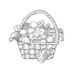  Basket with mushrooms. Hand drawn vector illustration. Perfect for design templates,wrapping, print, packaging design, advertising, menus, magazines, recipes.