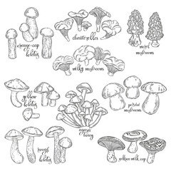 Different mushrooms. Vector collection on white. Hand drawn isolated illustrations. Line art. For packaging design, advertising, menus, magazines, recipes.