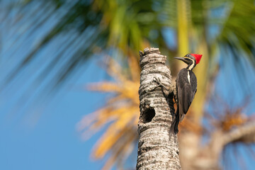 Woodpecker from Costa Rica, Lineated woodpecker, Dryocopus lineatus, sitting on branch with nesting hole. Costa Rica.
