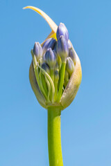 Close-up view of an Agapanthus flower about to bloom in spring, against a blue sky