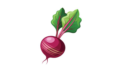Fresh beetroot with green leaves illustration