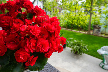 beautiful home garden and various fruits and vegetables