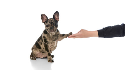 French bulldog gently placing paw into human hand, engaging in training gesture with soft eye contact and trustful posture against white studio background. Concept of trust, veterinary. Ad