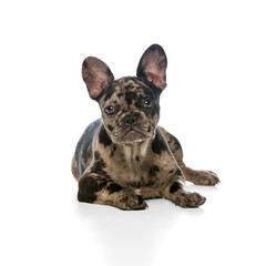 Cute merle bulldog lying down with front legs stretched forward, ears up and eyes directly looking at camera with peaceful relaxed mood against white backdrop. Concept of pets care, grooming services