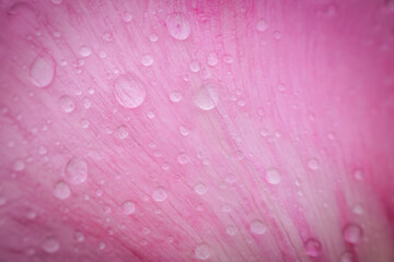 Macro image of water droplets on a pink petal surface, showing fine textures and soft lighting for a delicate, serene aesthetic.