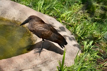 A brown Hamerkop, Scopus umbretta. Sitting by a pond in the sunshine.