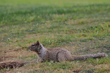 Squirrel - Sciurus vulgaris - single mammal on grass, Klifornia,USA