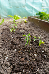 beautiful home garden and various fruits and vegetables