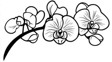 Ornate orchid branch illustration