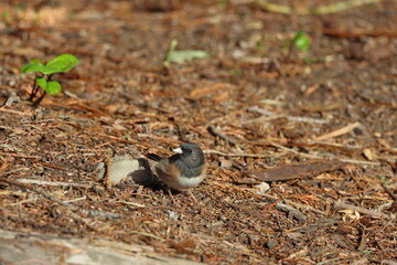 A dark-eyed junco bird foraging on the forest floor, holding an insect in its beak. The bird is surrounded by dry twigs, bark, and natural debris, creating a textured background.