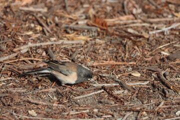 A dark-eyed junco bird foraging on the forest floor, holding an insect in its beak. The bird is surrounded by dry twigs, bark, and natural debris, creating a textured background.