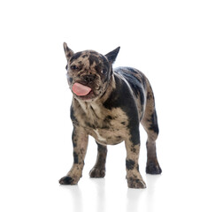 Cute dog, purebred merle bulldog licking nose, standing with relaxed body, ears up, tongue fully out with curious face against white studio background. Concept of taste, feeding habits, canine food,