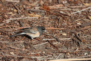A dark-eyed junco bird foraging on the forest floor, holding an insect in its beak. The bird is surrounded by dry twigs, bark, and natural debris, creating a textured background.