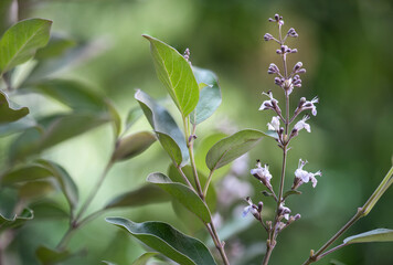 Vitex trifolia var. purpurea flowers on natural background.