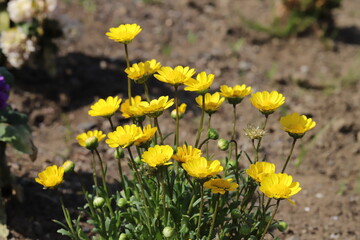 日本の春の公園に咲くクリサンセマム・ムルチコーレの黄色い花