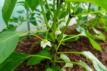 beautiful home garden and various fruits and vegetables