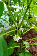 Fototapeta premium beautiful home garden and various fruits and vegetables