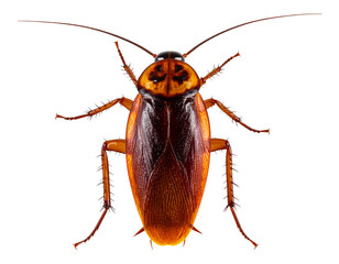 Top View of a Brown Cockroach with Spread Legs, isolated on a transparent background