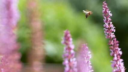 Macro of a bee flying to a purple sage flower