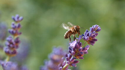Macro of a bee flying to a purple sage flower