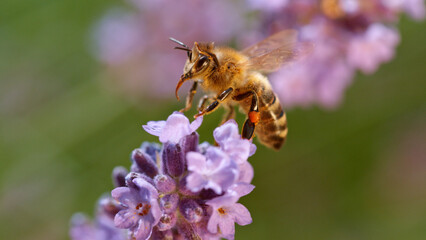 Macro of a bee flying to a purple sage flower