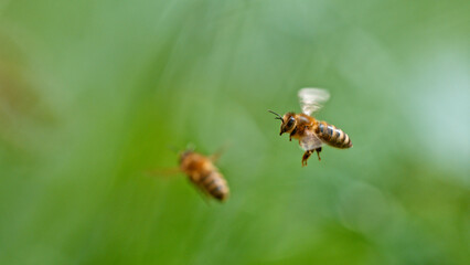 Macro of a bee flying , green bokeh background