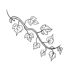 Elegant black and white vine with leaves vector illustration for decorative designs
