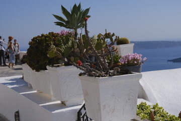 plantes vue mer méditerranée