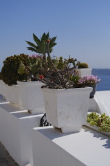 plantes vue mer méditerranée