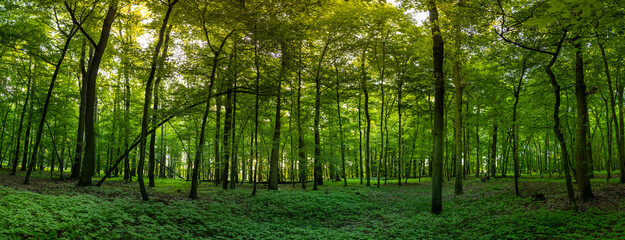 Beautiful Sunrise In Sunny Spring Forest. Sunlight Sunbeams Through Woods In Forest Landscape. Panorama Panoramic View